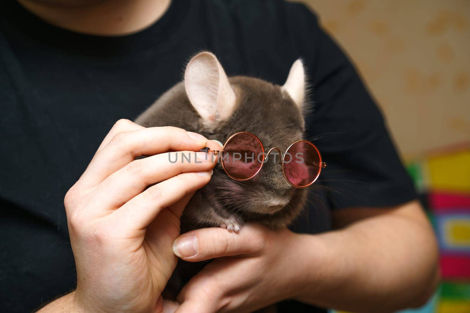 cute fluffy gray chinchilla sitting in her arms