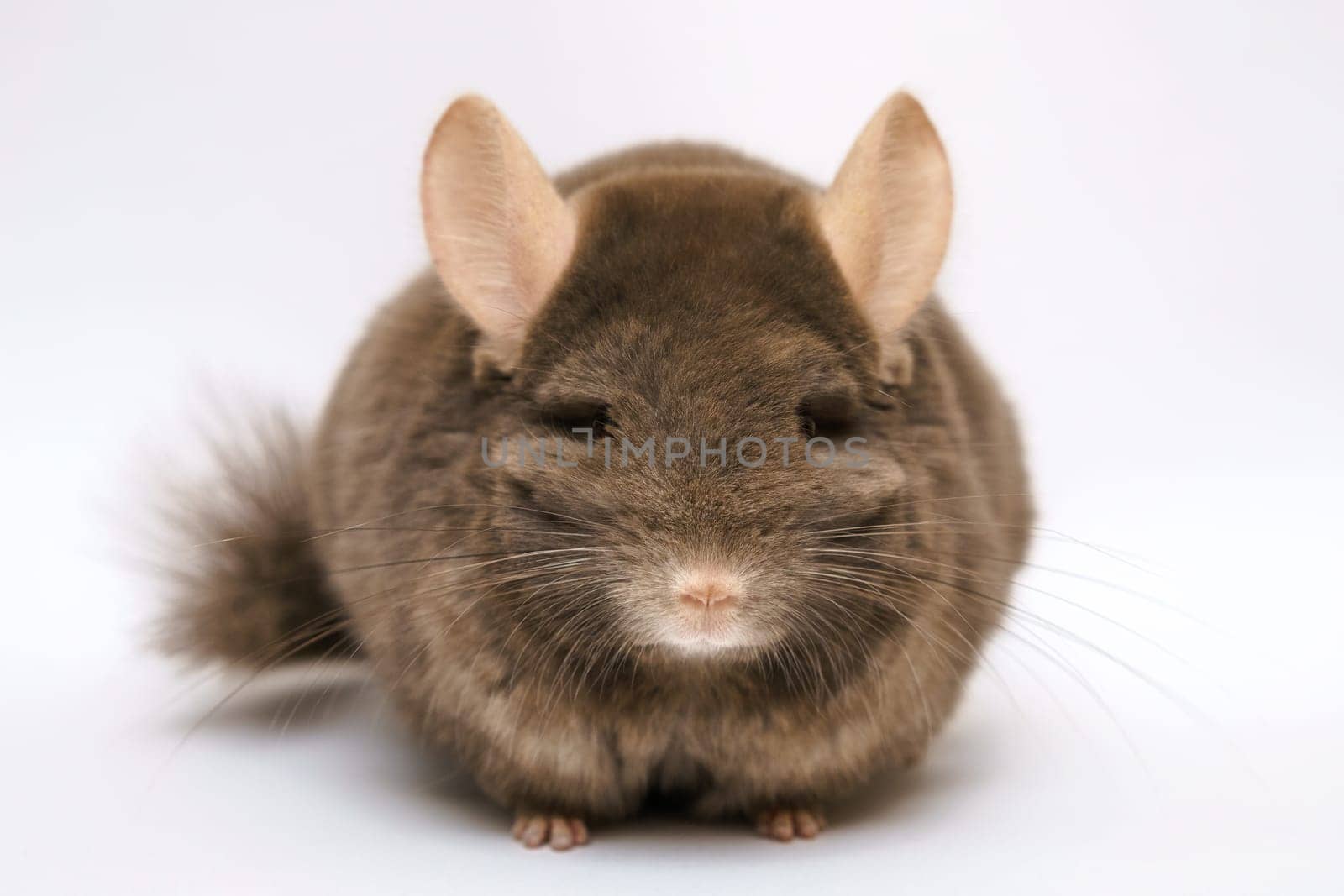 cute fluffy brown chinchilla on a white background, pet rodent animal