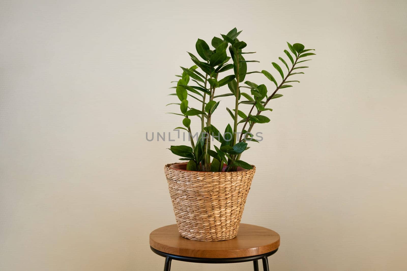 houseplant with green leaves in a straw flowerpot against the background of a light wall