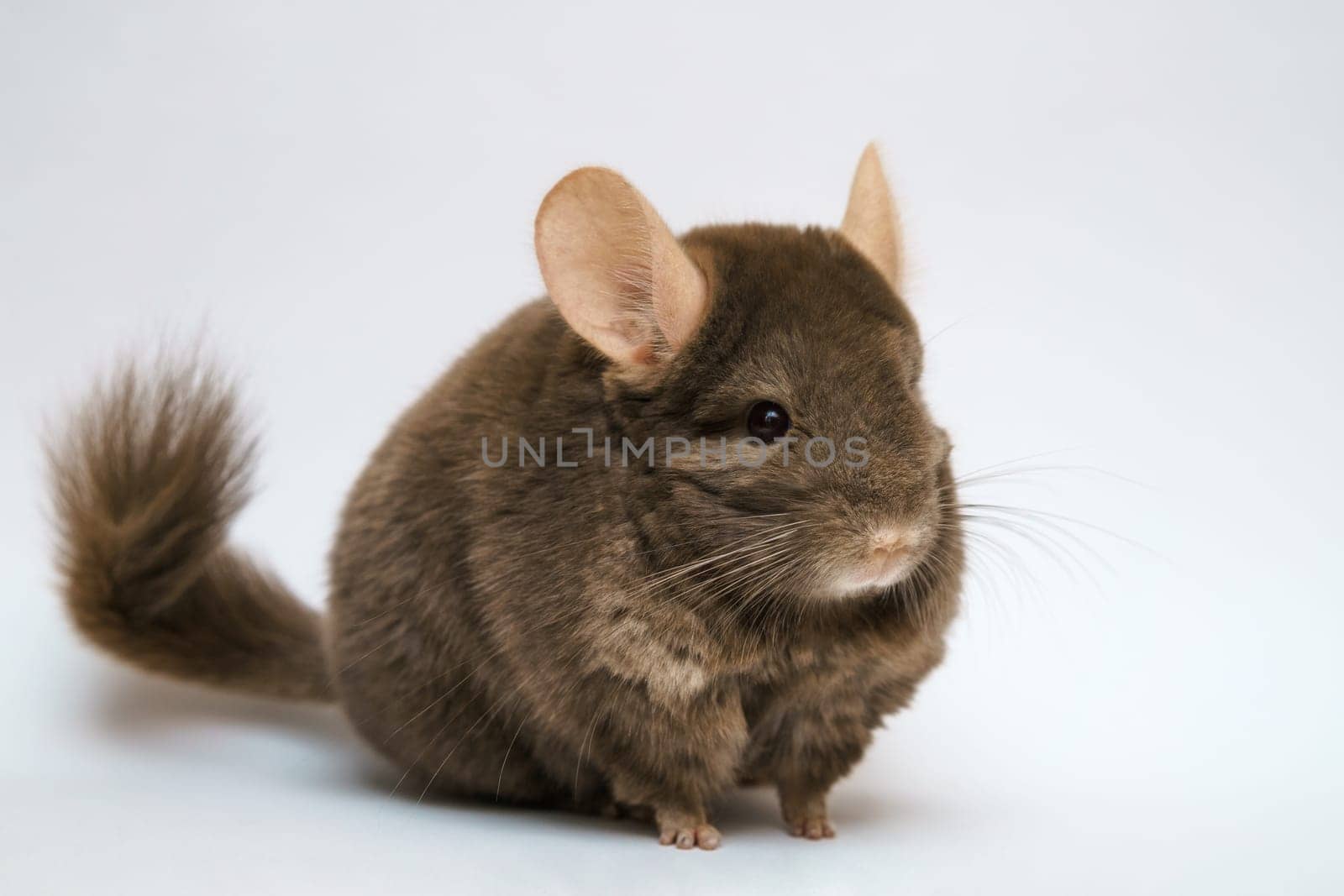 cute brown chinchilla on white background by EkaterinaPereslavtseva