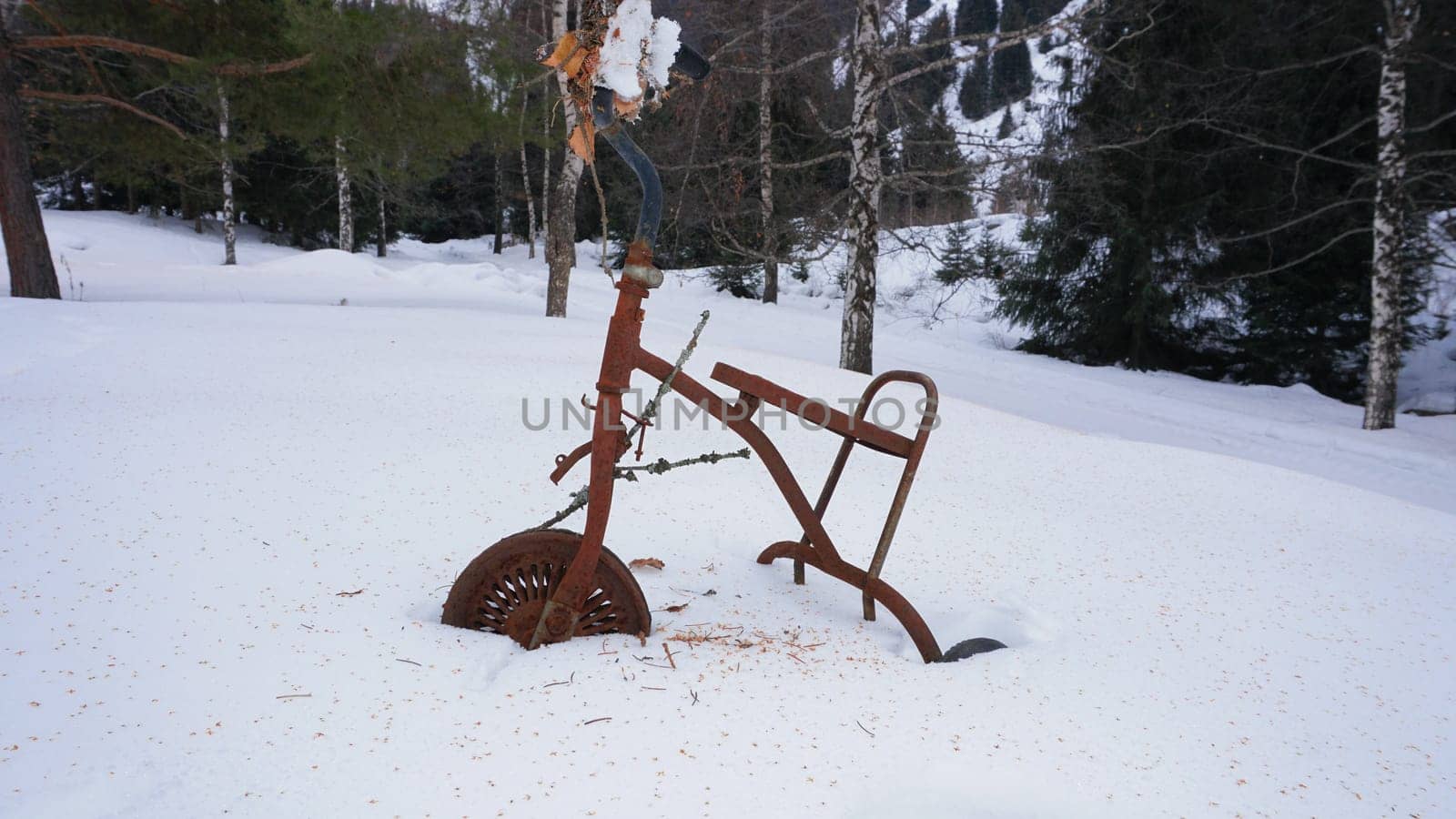 An old rusty tricycle in the winter forest. White snow, coniferous trees. An abandoned place. Branches hang on the steering wheel and wheels. There are husks on the snow from the trees