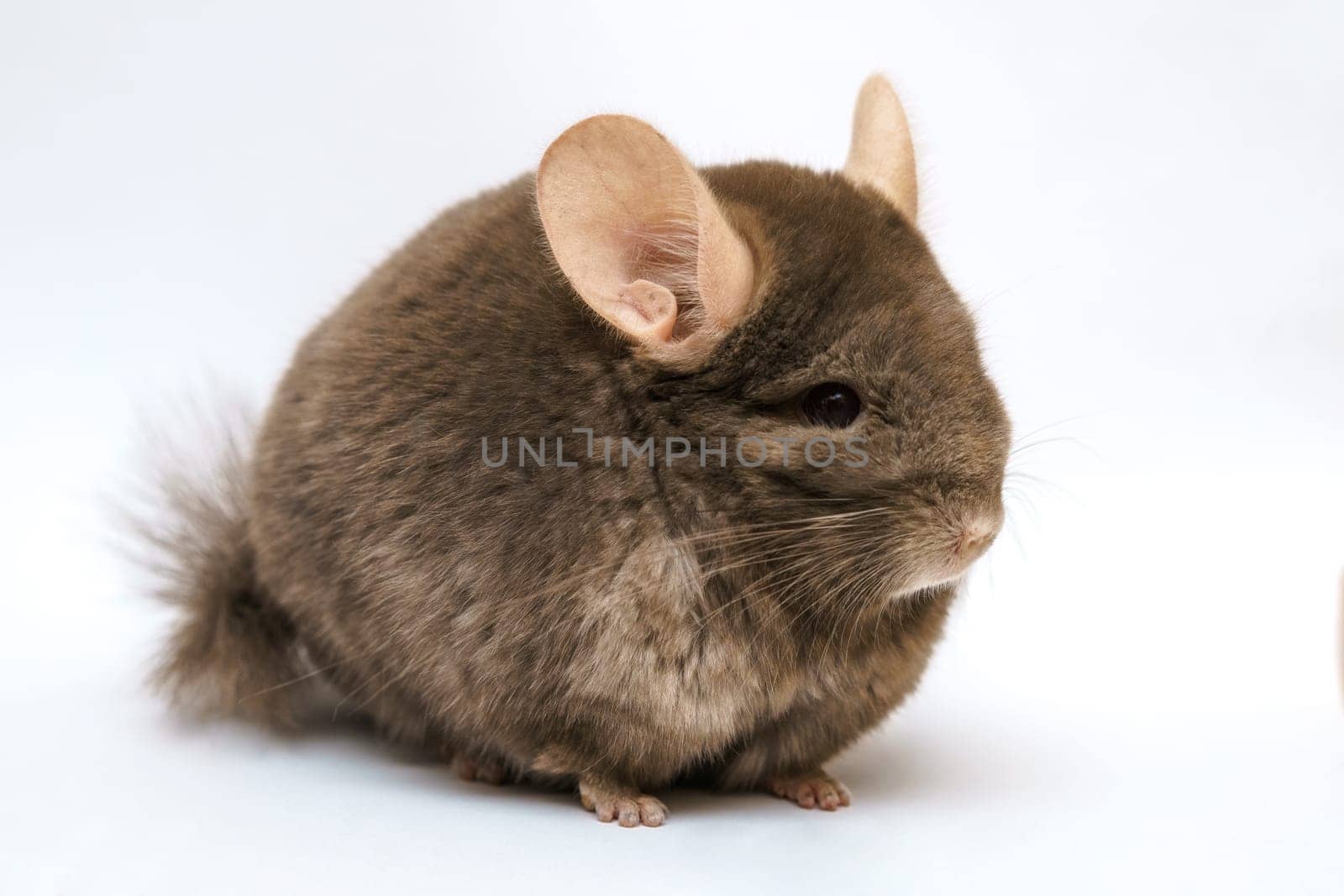 cute fluffy brown chinchilla on a white background, pet rodent animal