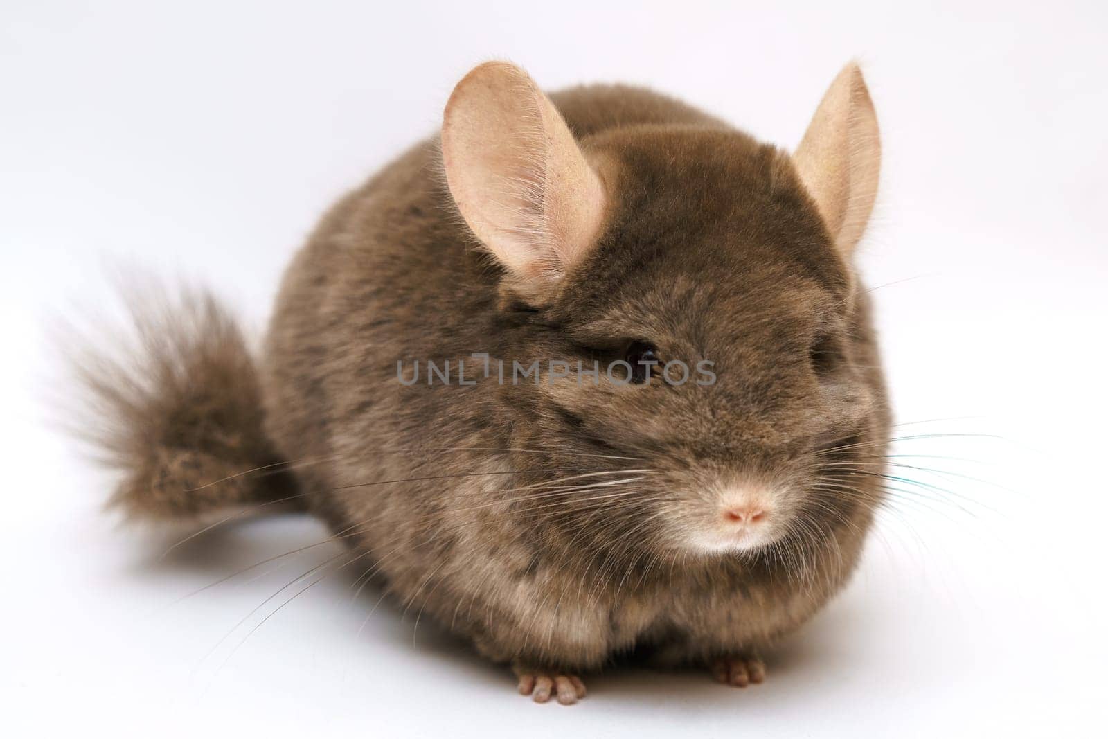 cute fluffy brown chinchilla on a white background, pet rodent animal