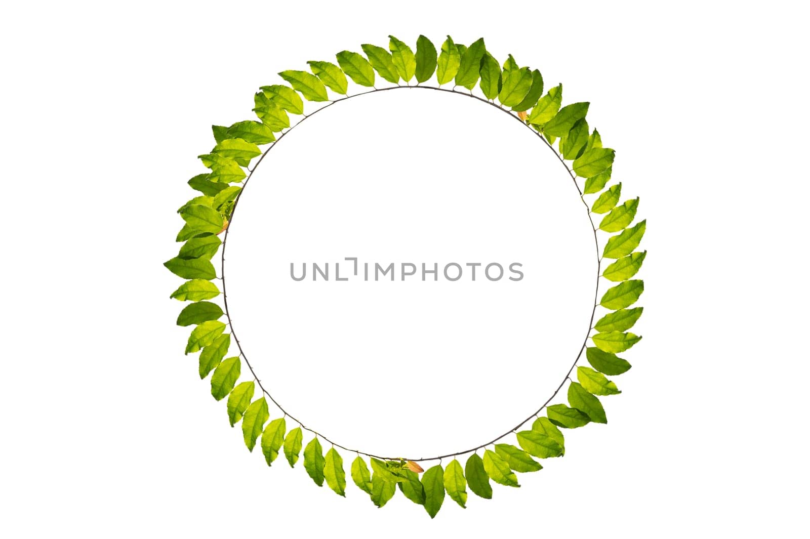 leaf vine circle isolates on a white background