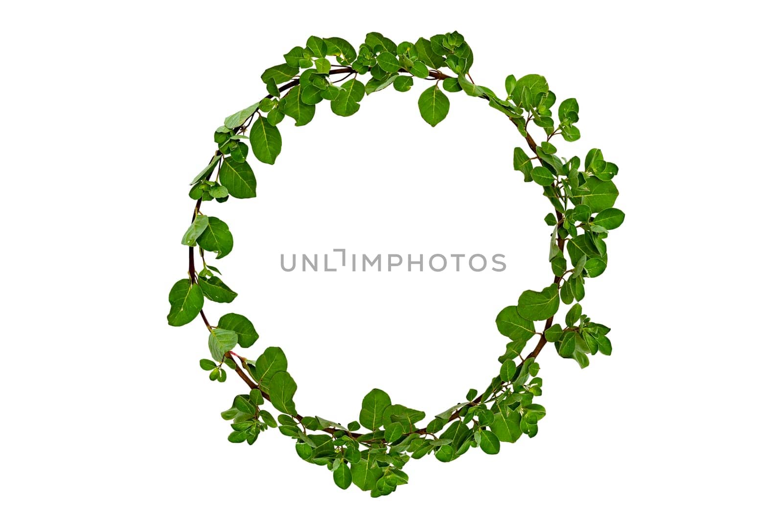 leaf vine circle isolates on a white background by sarayut_thaneerat