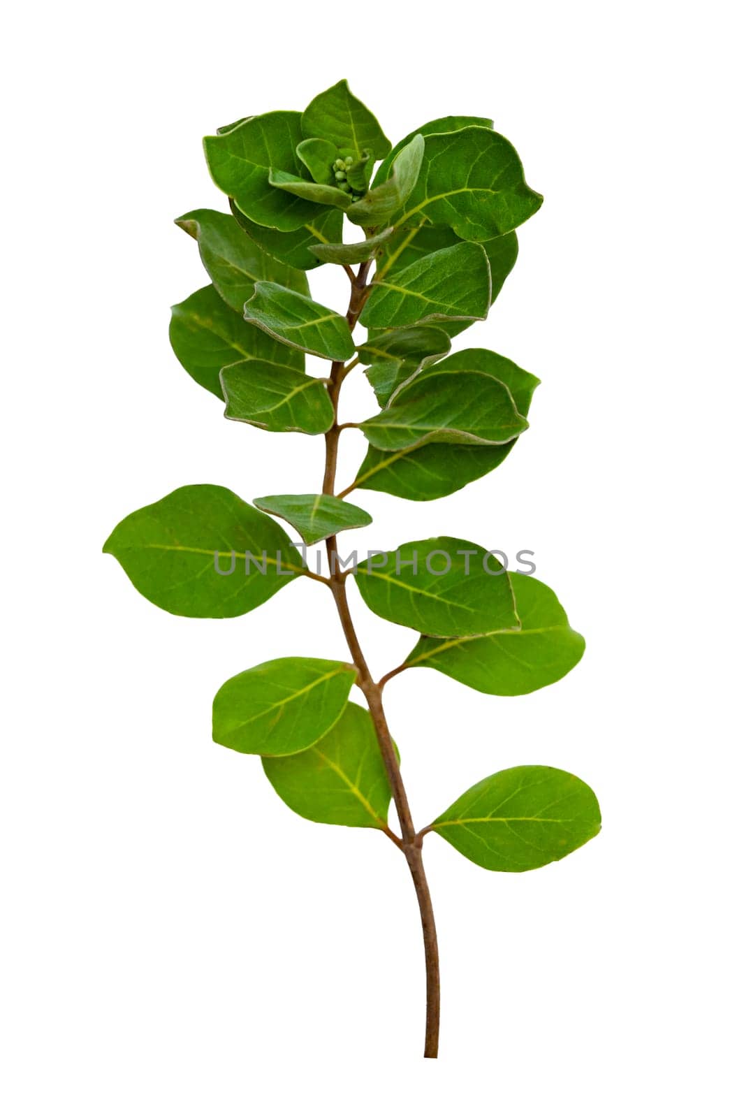 leaf vine isolates on a white background by sarayut_thaneerat