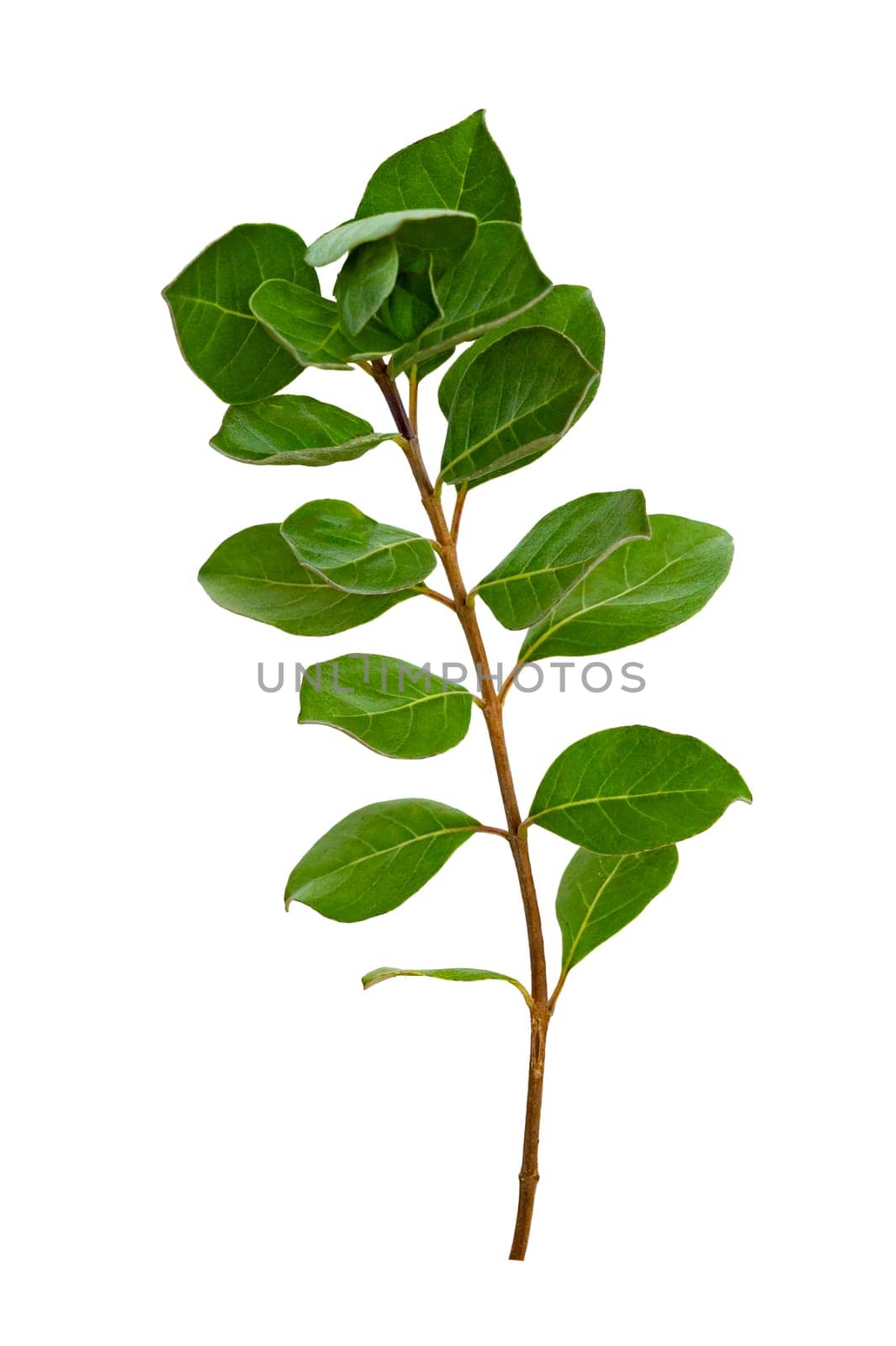 leaf vine isolates on a white background