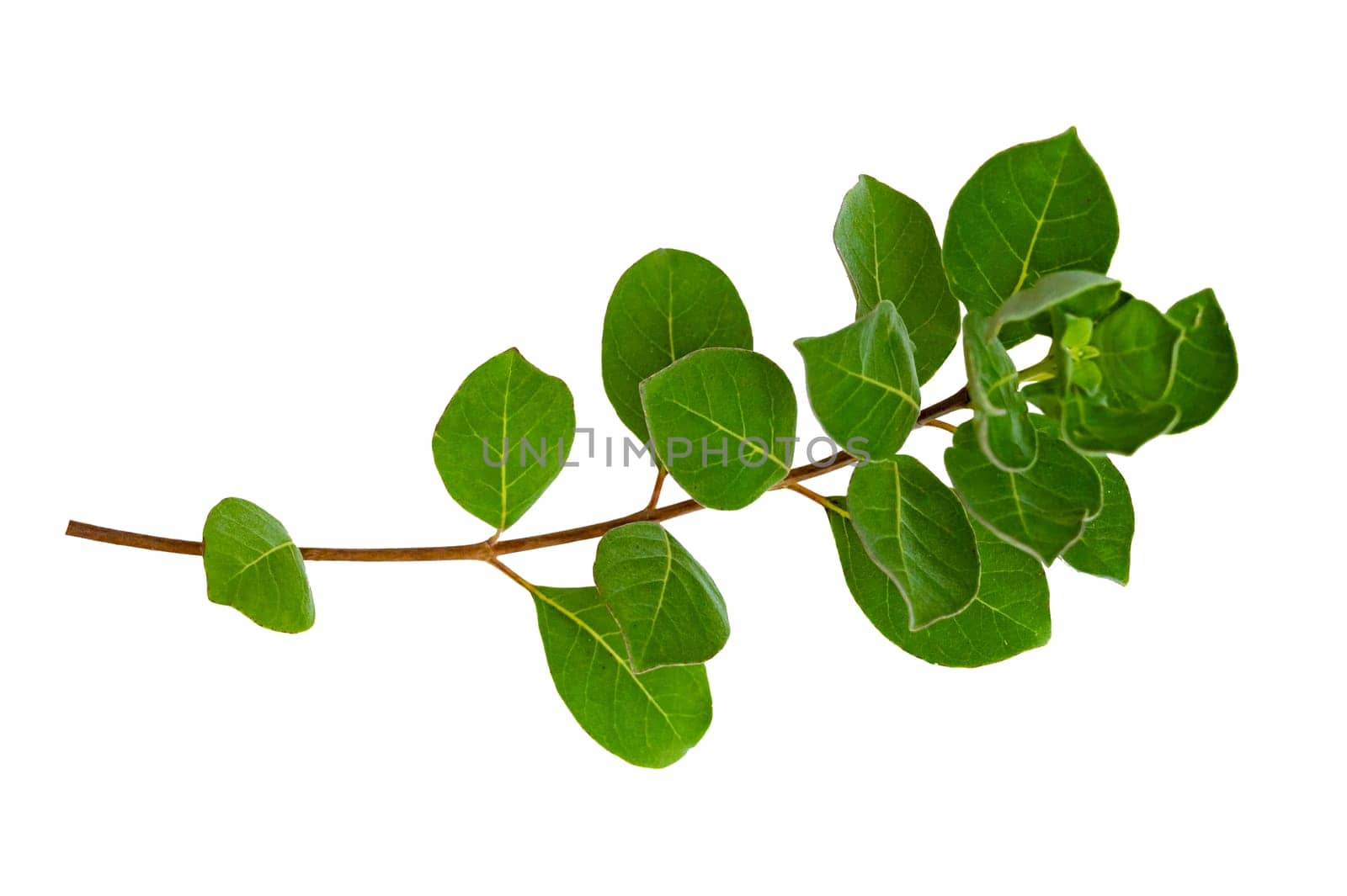 leaf vine isolates on a white background by sarayut_thaneerat