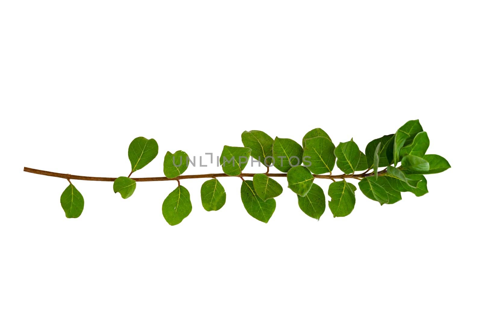 leaf vine isolates on a white background by sarayut_thaneerat