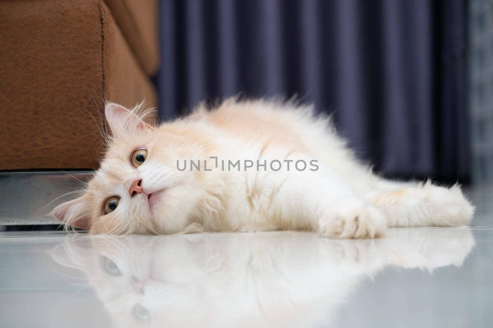 White and brown persian cat with a cute face. by sarayut_thaneerat