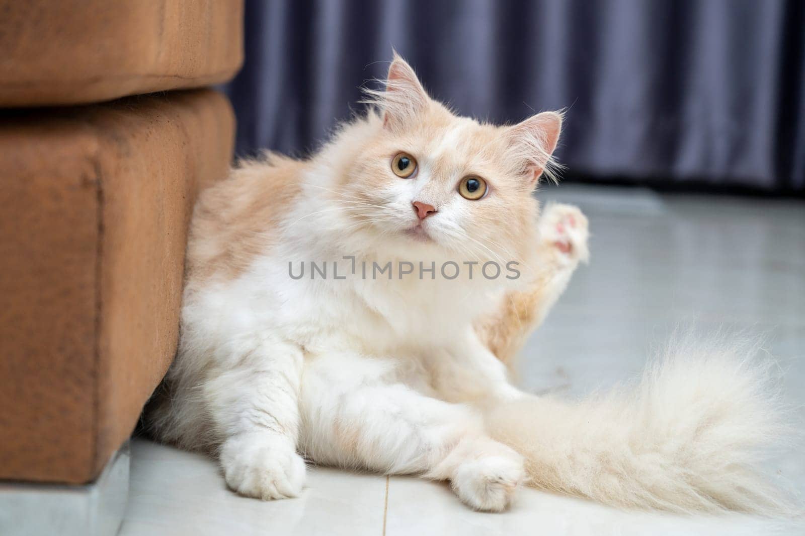 White and brown persian cat with a cute face.