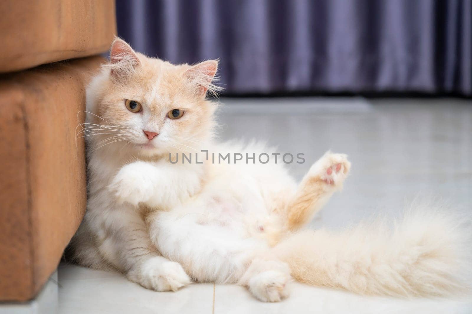 White and brown persian cat with a cute face.