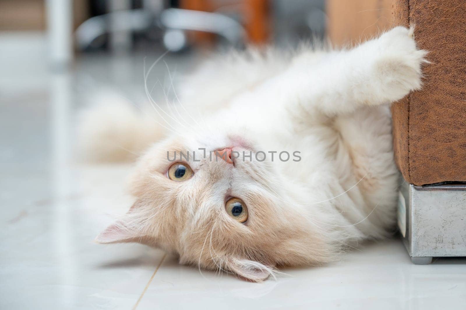 White and brown persian cat with a cute face.