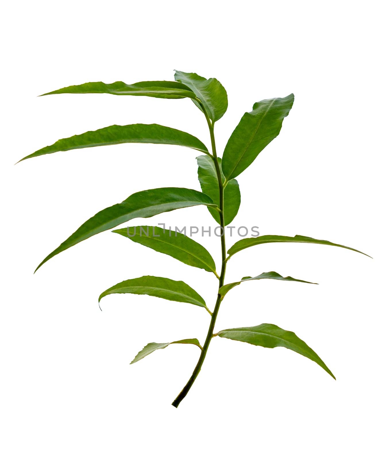 leaves on a white background isolate