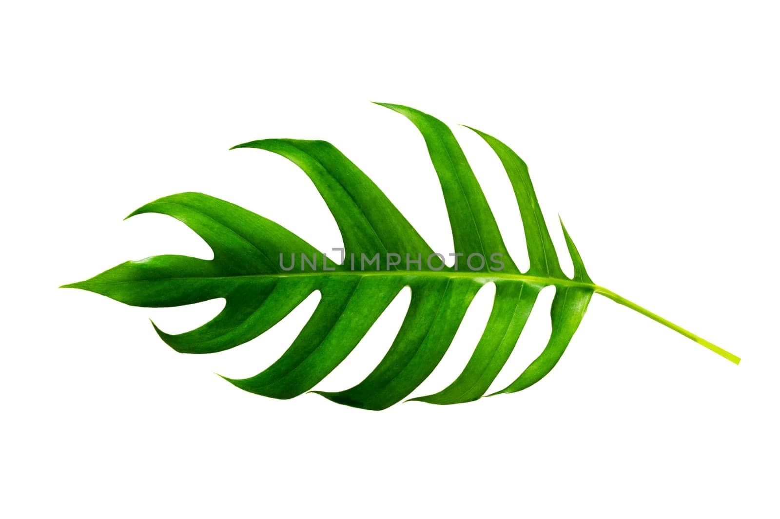 tropical jungle monstera leaves isolated on a white background