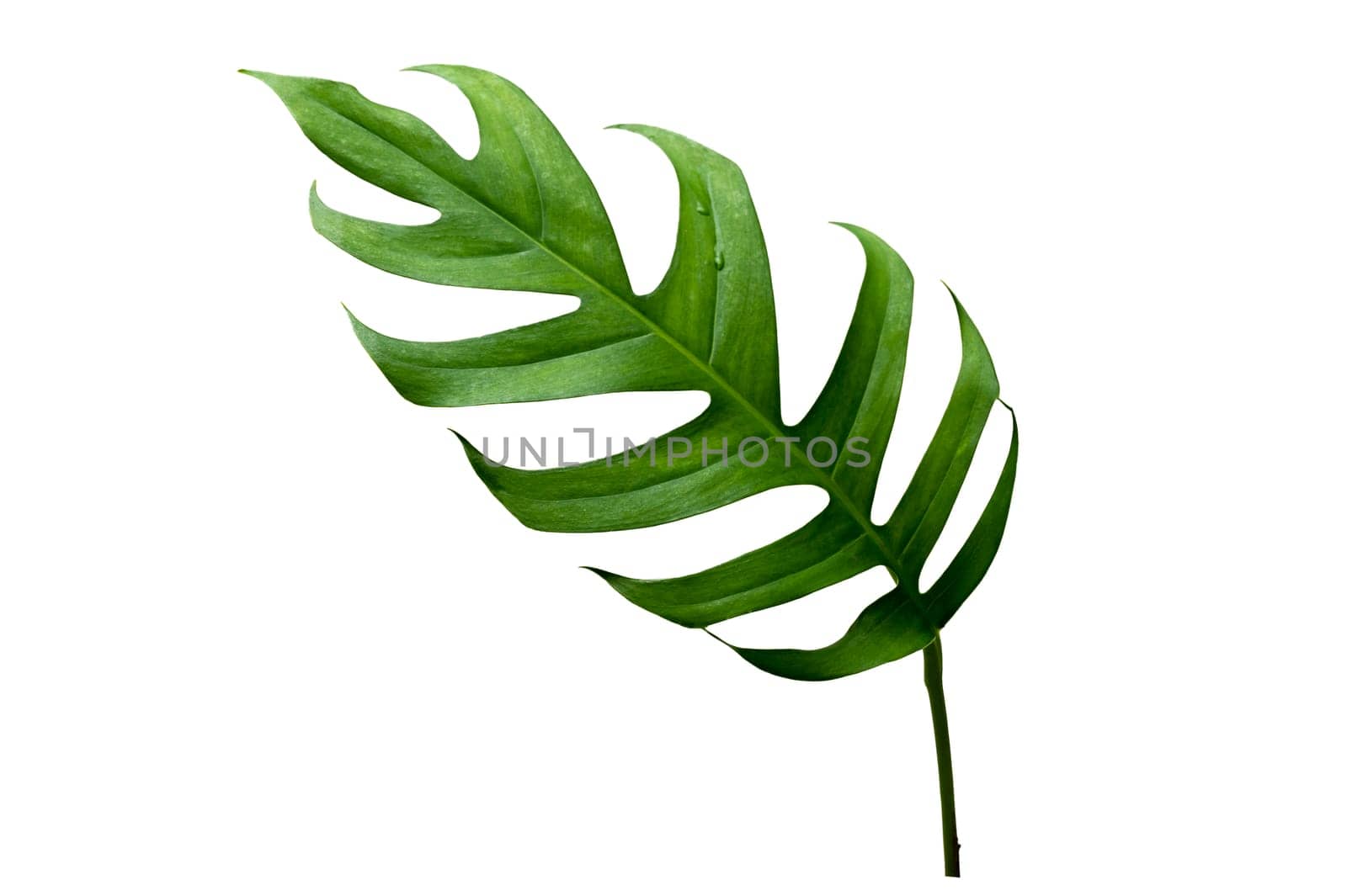 tropical jungle monstera leaves isolated on a white background