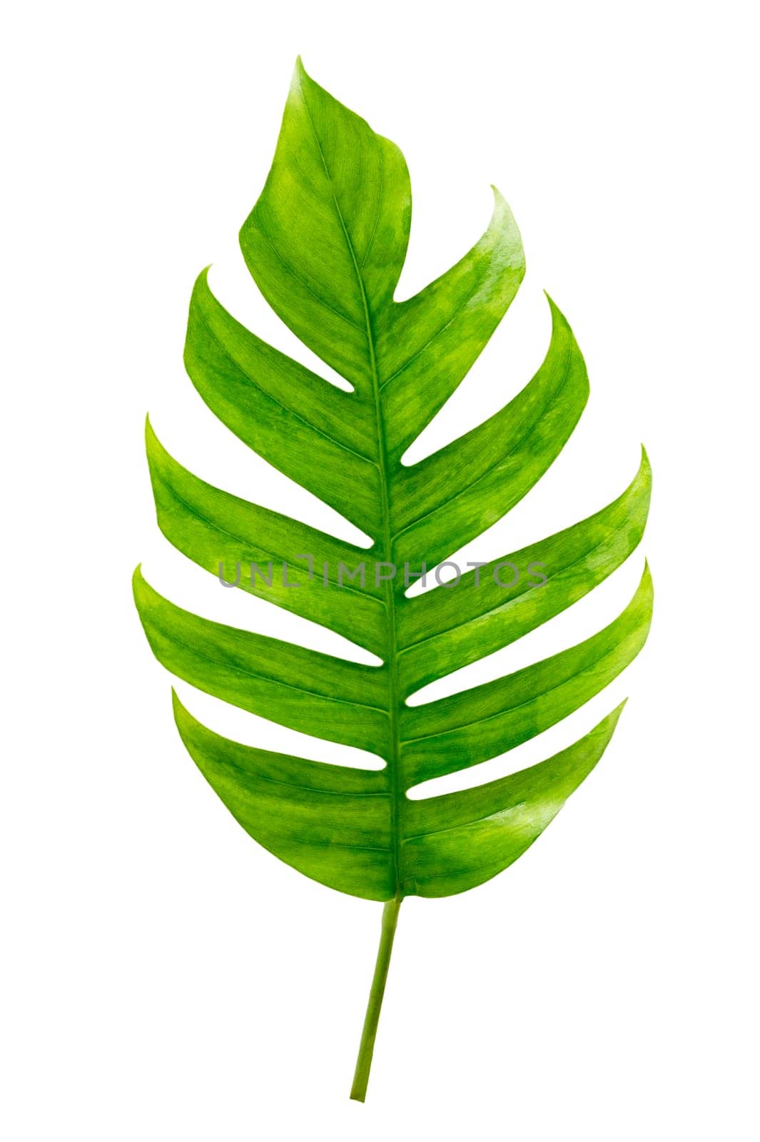 tropical jungle monstera leaves isolated on a white background