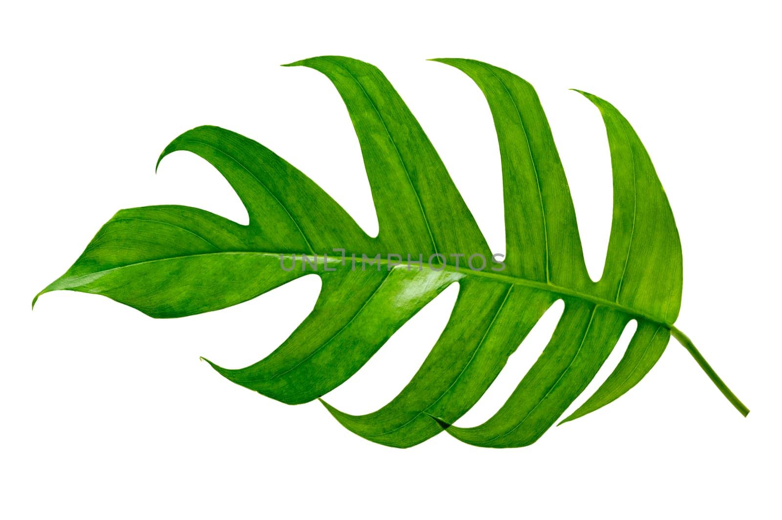 tropical jungle monstera leaves isolated on a white background by sarayut_thaneerat