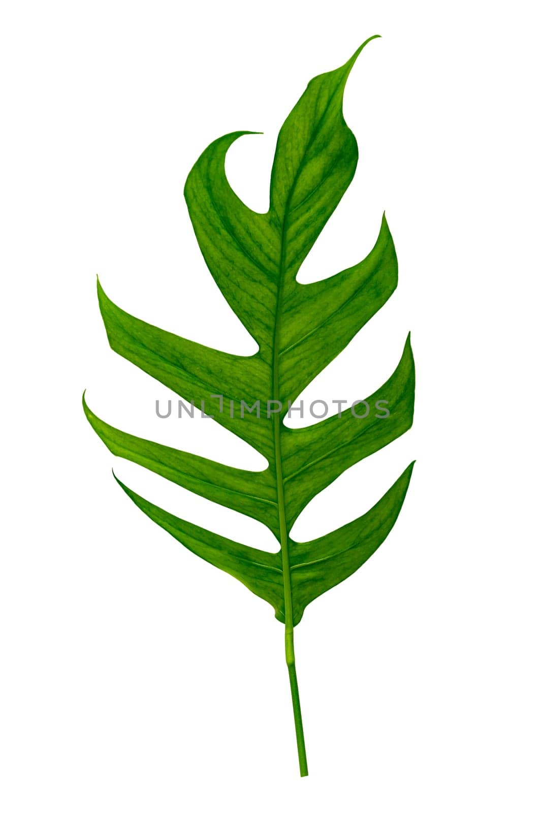 tropical jungle monstera leaves isolated on a white background by sarayut_thaneerat