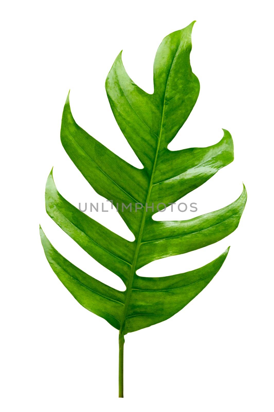 tropical jungle monstera leaves isolated on a white background by sarayut_thaneerat