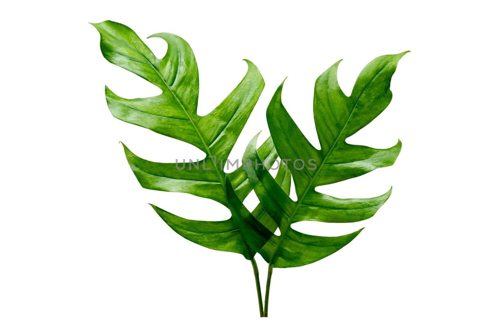 tropical jungle monstera leaves isolated on a white background