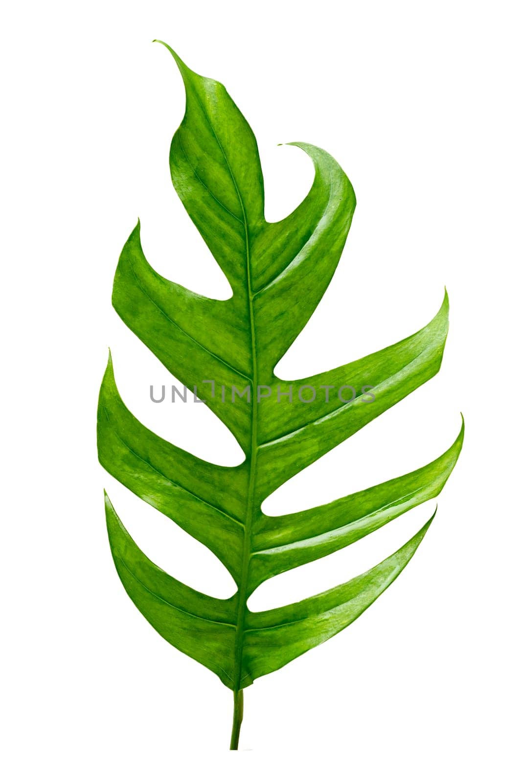 tropical jungle monstera leaves isolated on a white background by sarayut_thaneerat