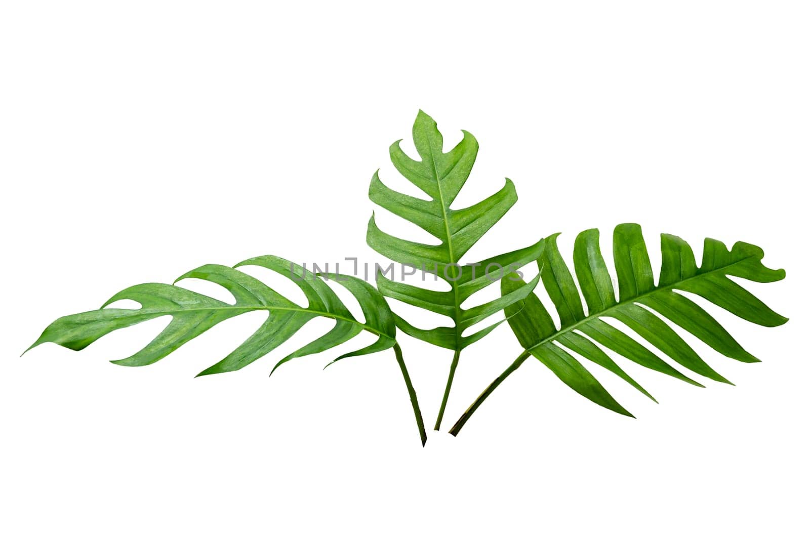 tropical jungle monstera leaves isolated on a white background by sarayut_thaneerat