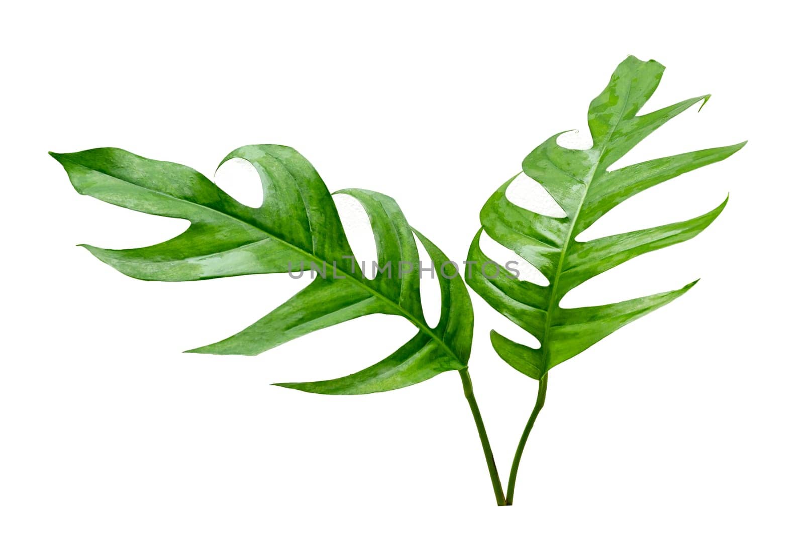 tropical jungle monstera leaves isolated on a white background