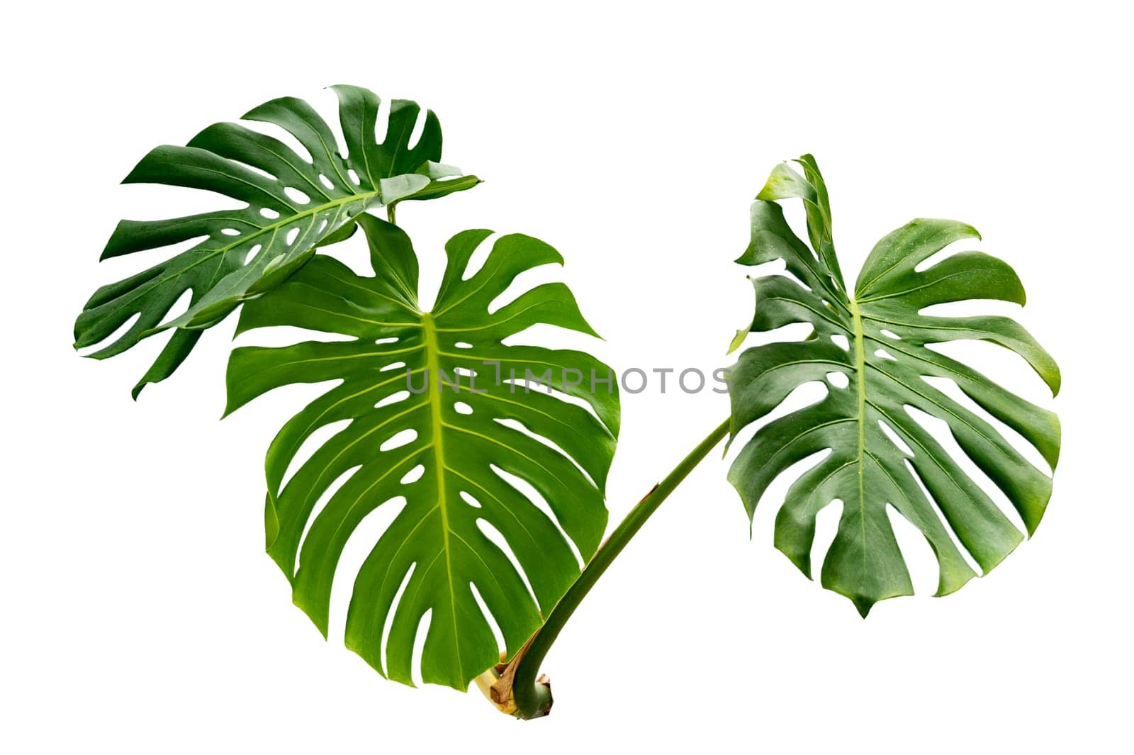 Monstera leaves leaves with Isolate on white background Leaves on white by sarayut_thaneerat