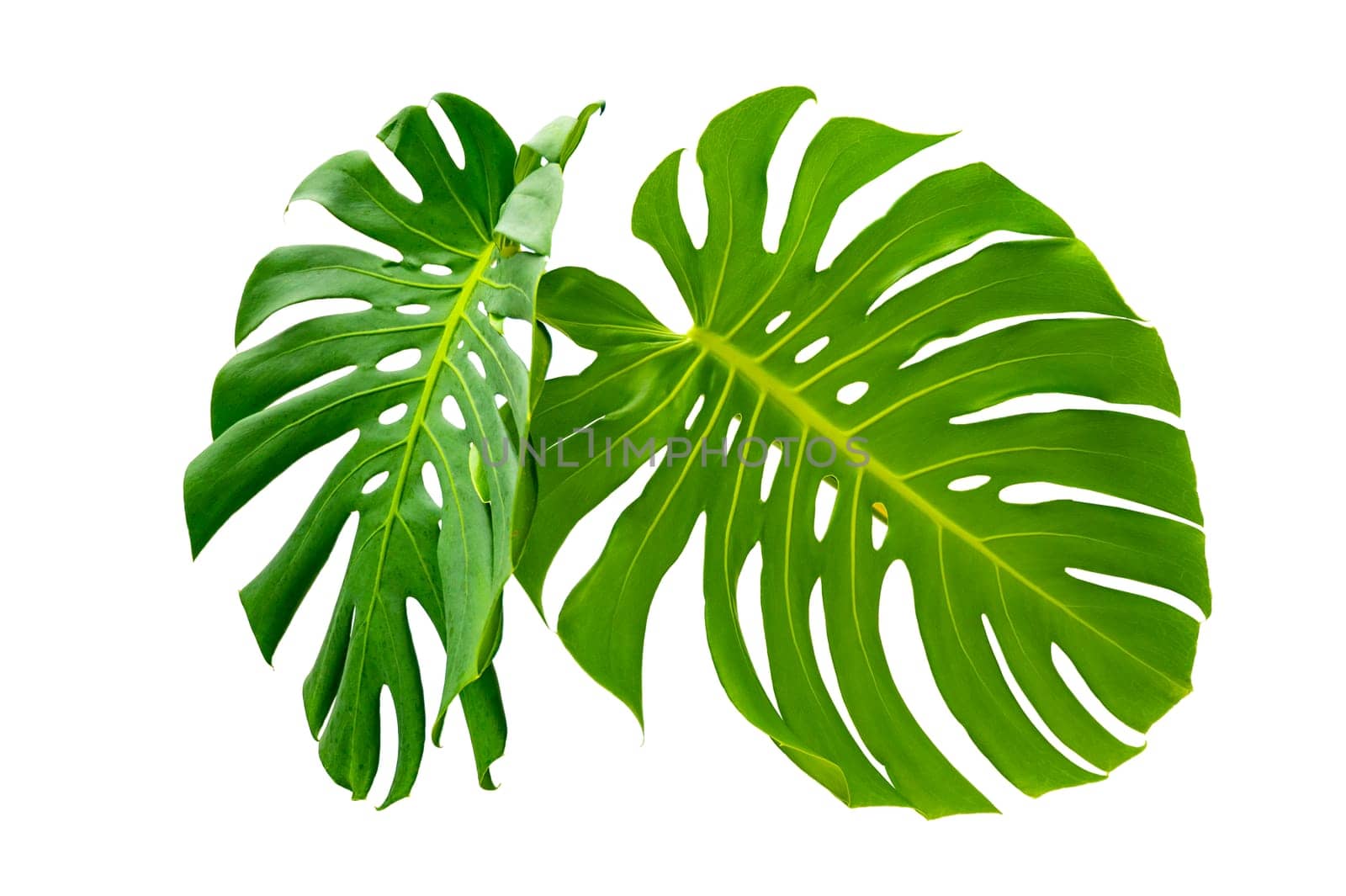 Monstera leaves leaves with Isolate on white background Leaves on white