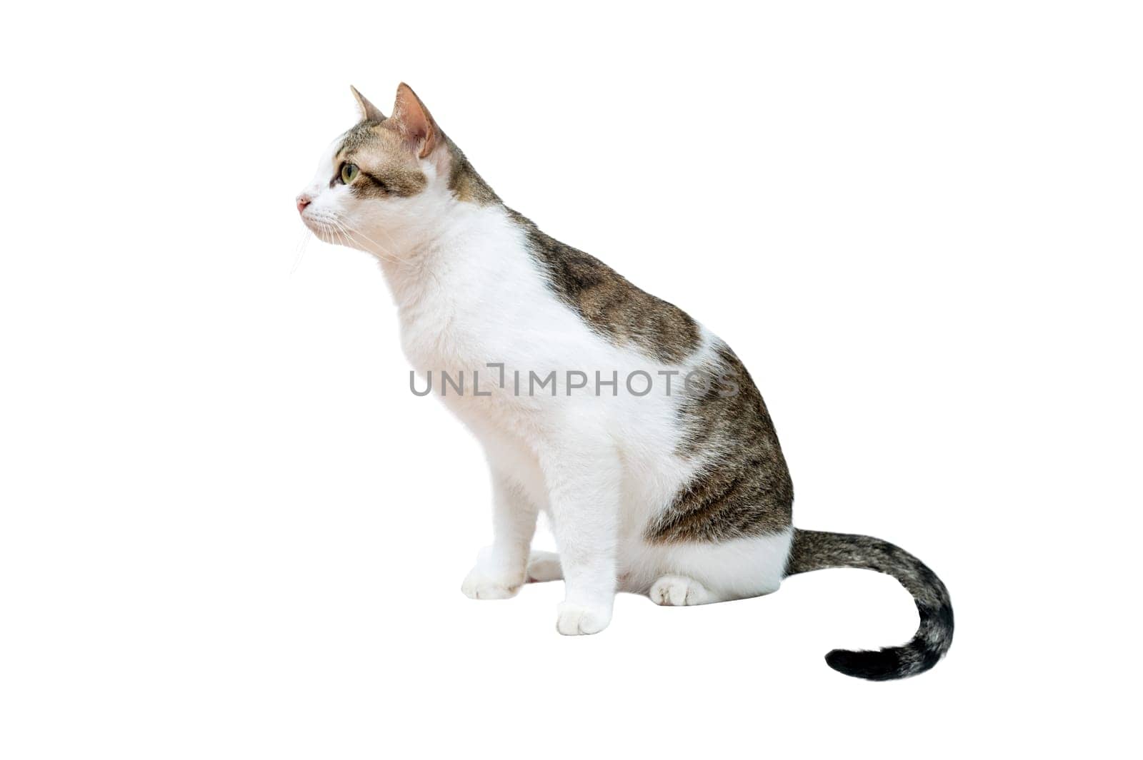 White cat with black stripes, white background, isolate