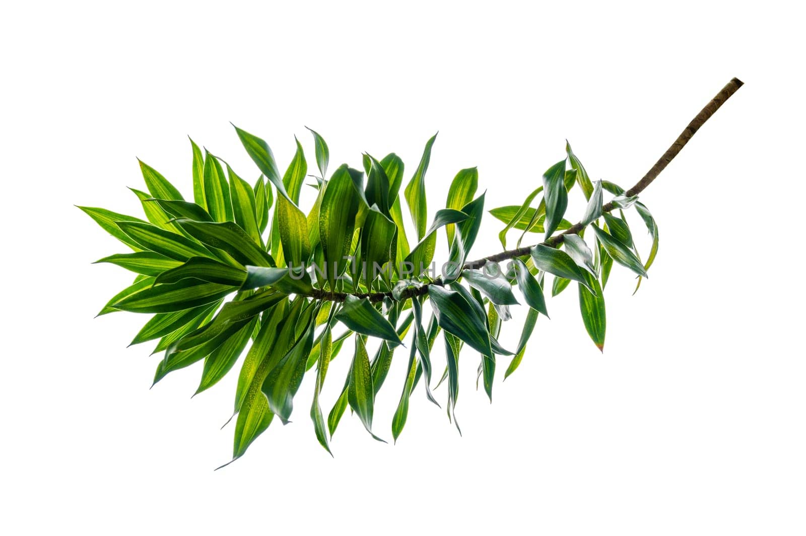 Fragrant Dracaena Tree Dracaena fragrans white background