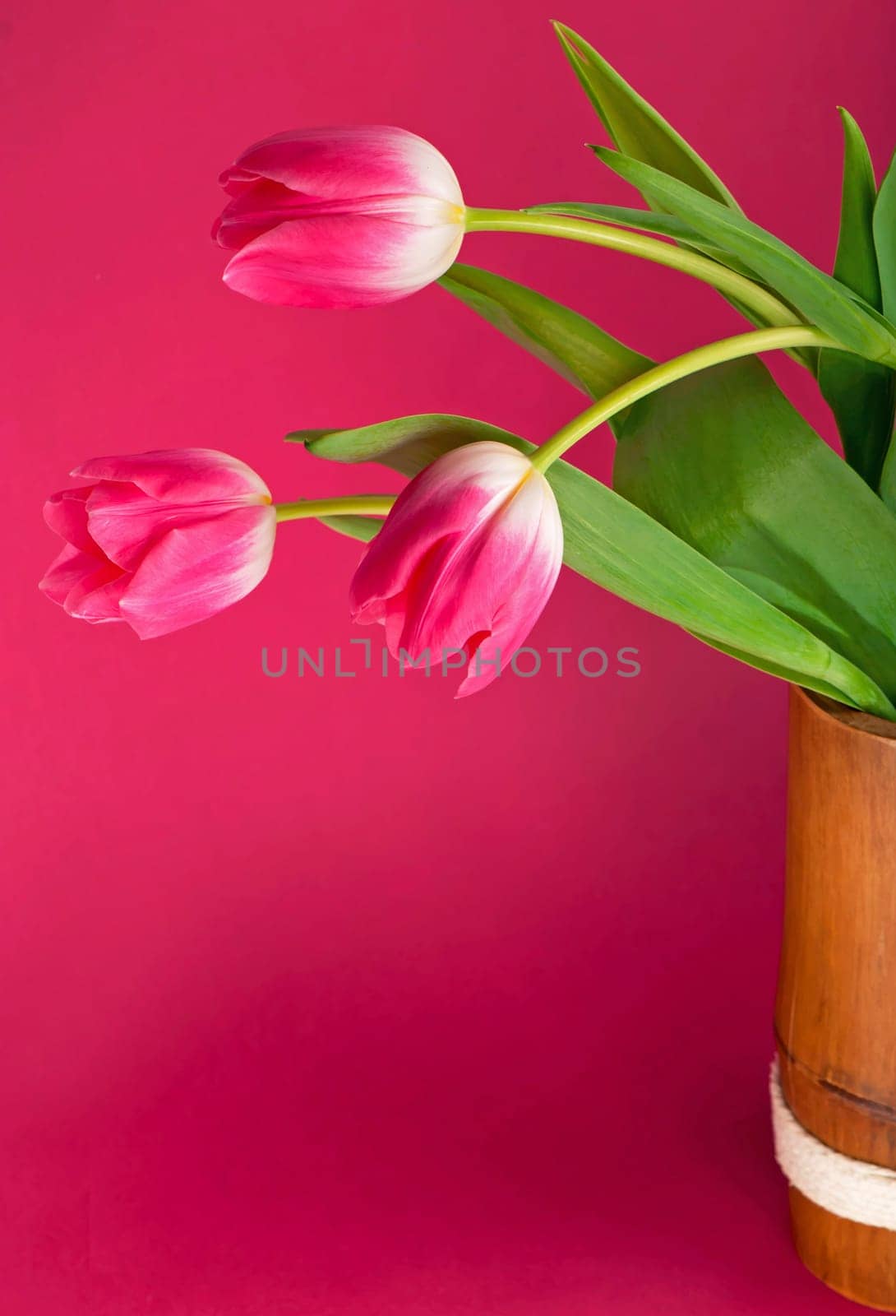 Bouquet of pink tulips on pink background. Mothers day, Valentines Day, Birthday celebration concept. greeting card by aprilphoto
