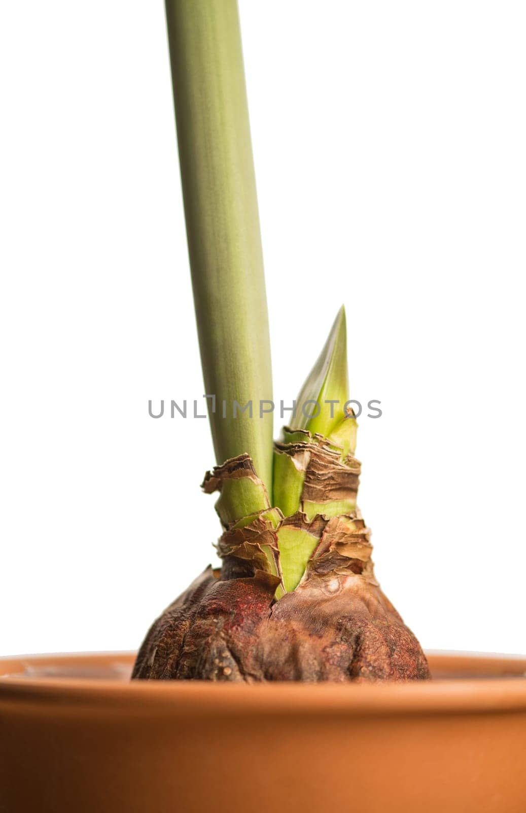 Hippeastrum or amaryllis flowers, growing bud, amaryllis sprout, isolated on white background, with clipping path by aprilphoto