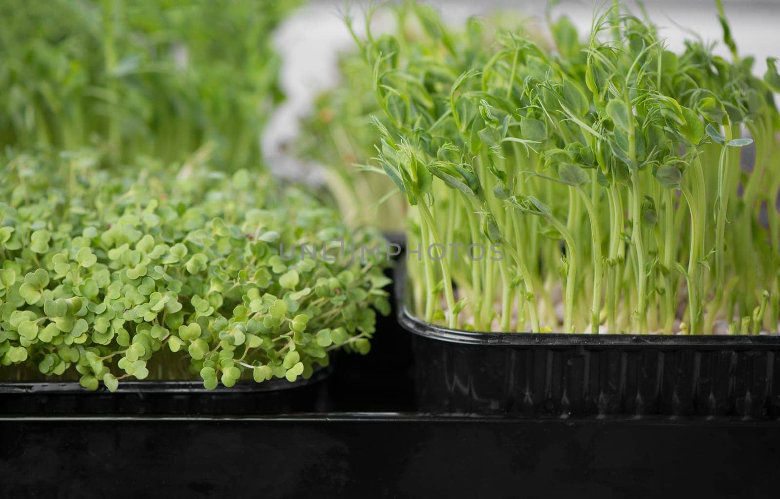 The concept of a healthy diet, growing microgreens - boxes of red amaranth, mustard, arugula, peas, cilantro on a home white windowsill by aprilphoto