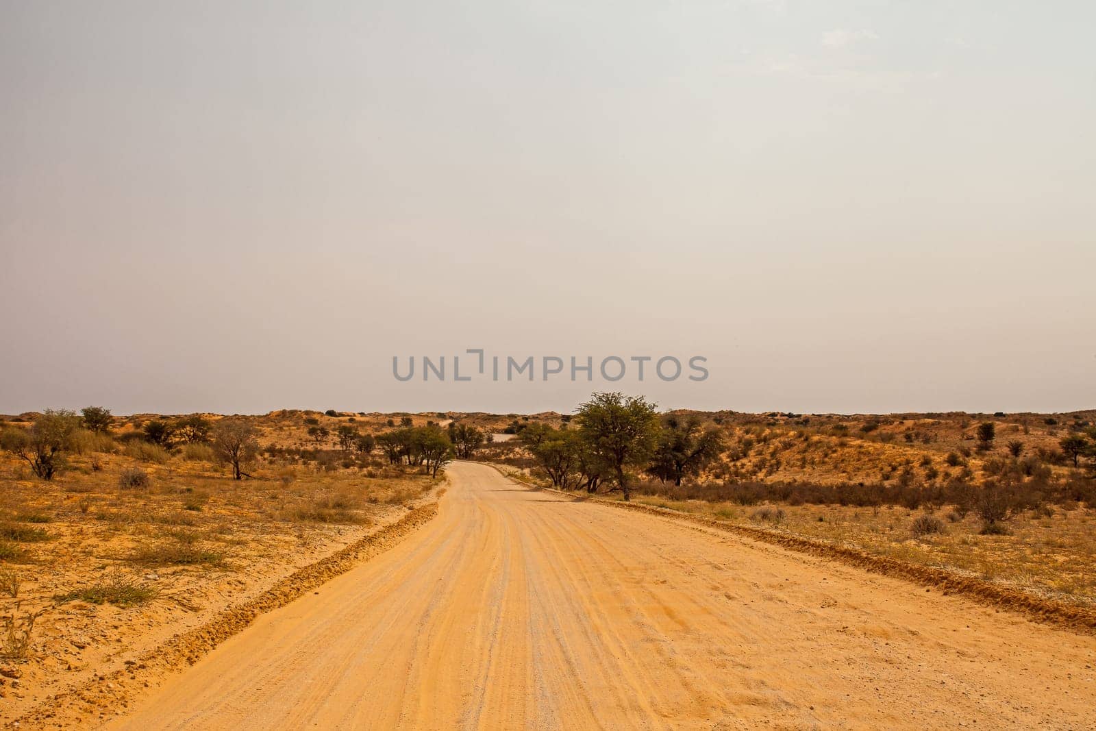 A lonely desert road in the Kgalagadi Transfrontier Park