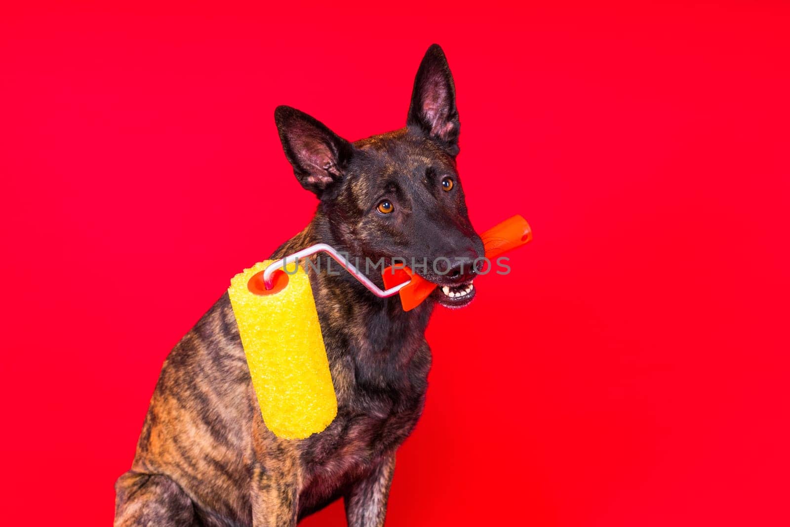 Dog dutch shepherd playing with paint roller in red room. Renovation concept by Zelenin