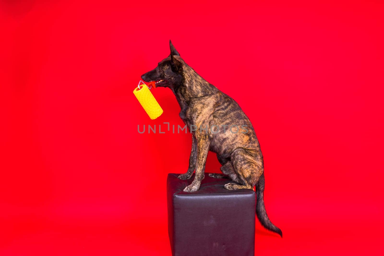 Dog dutch shepherd playing with paint roller in red room. Renovation concept by Zelenin