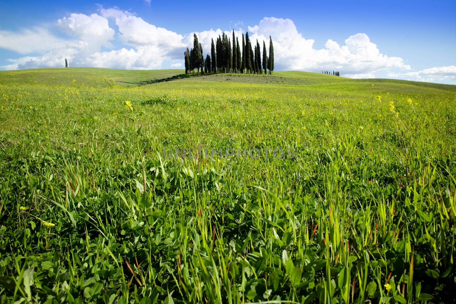 Photographic documentation of the cypresses in the province of Siena Tuscany Italy