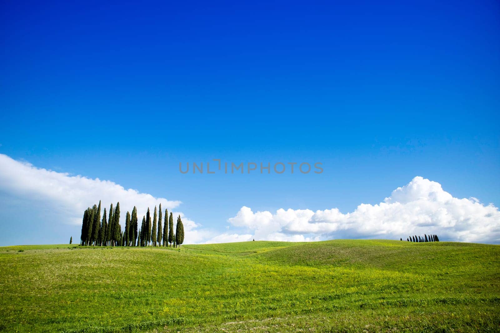 Photographic documentation of the cypresses in the province of Siena  by fotografiche.eu