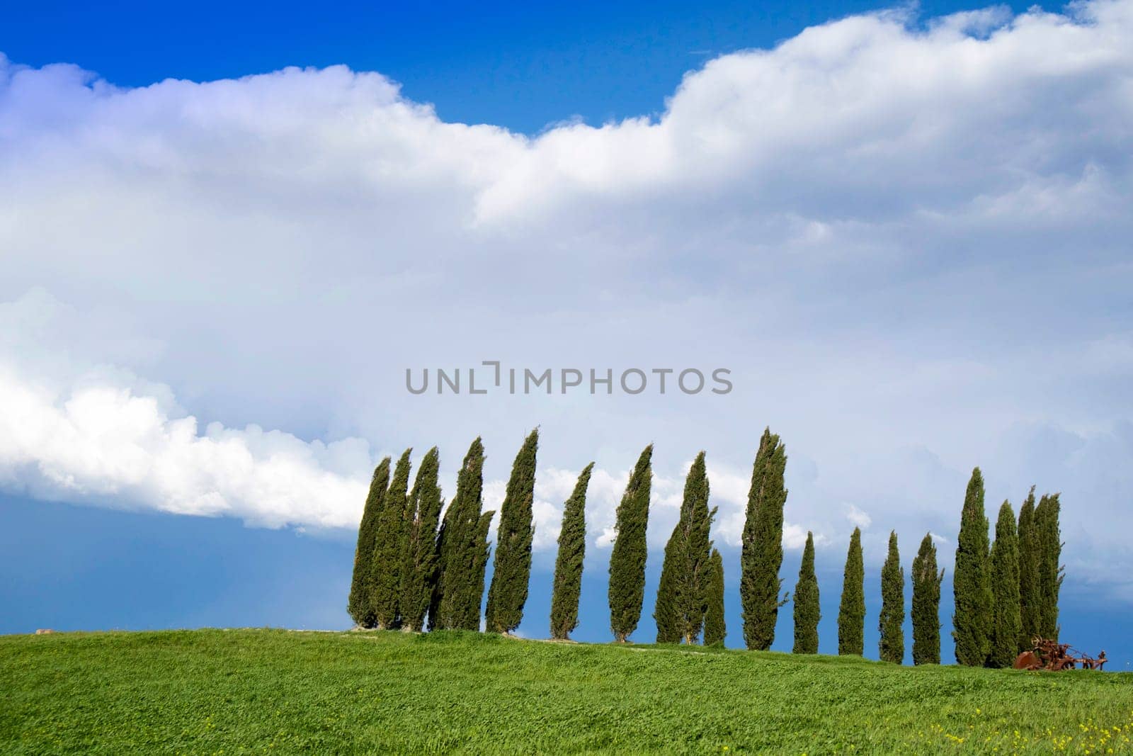 Photographic documentation of the cypresses in the province of Siena Tuscany Italy