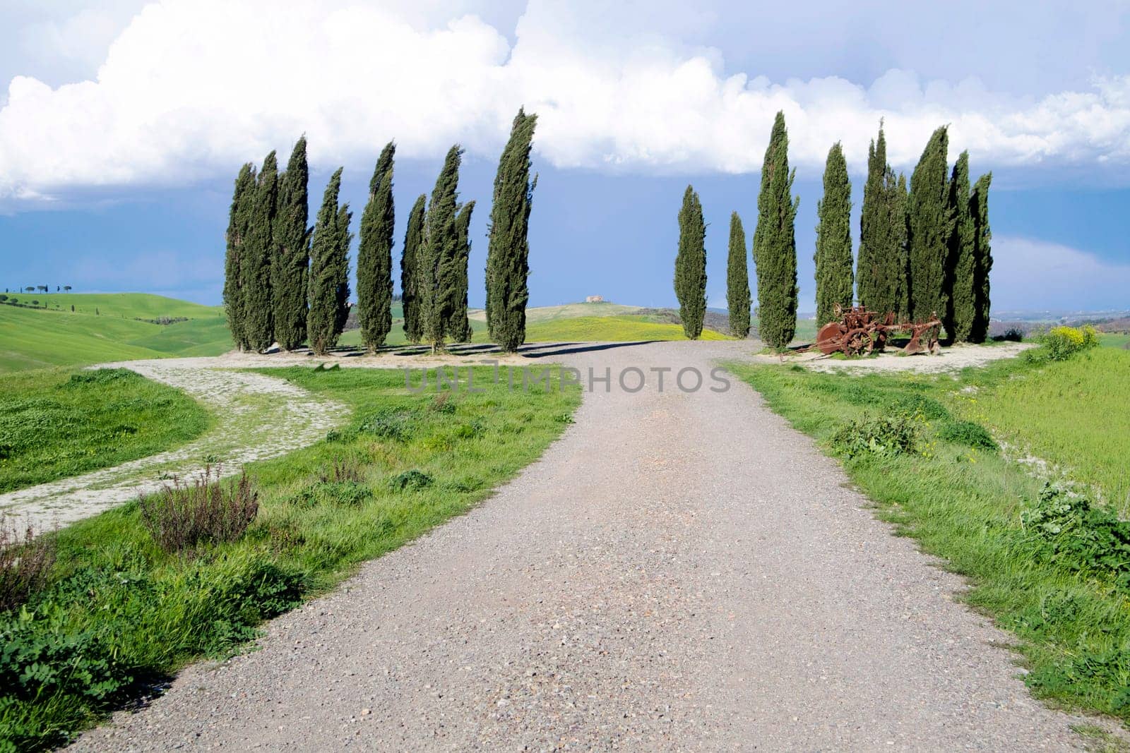 Photographic documentation of the cypresses in the province of Siena Tuscany Italy