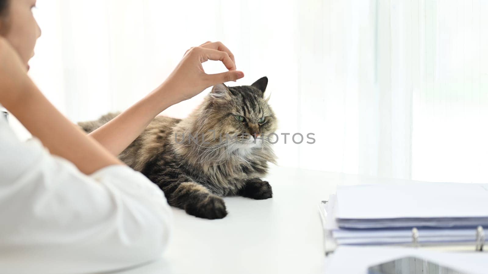 Closeup asian woman playing her cat on the table in modern home office. by prathanchorruangsak