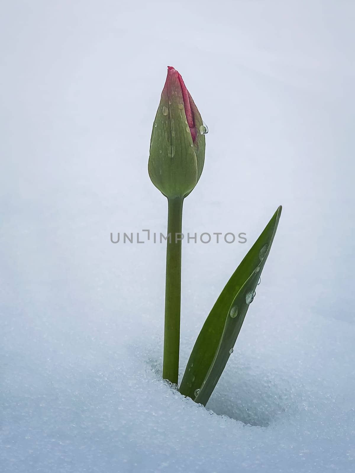 Unbloomed young tulip flower growing under the white snow. Water drops on the bud and leaves