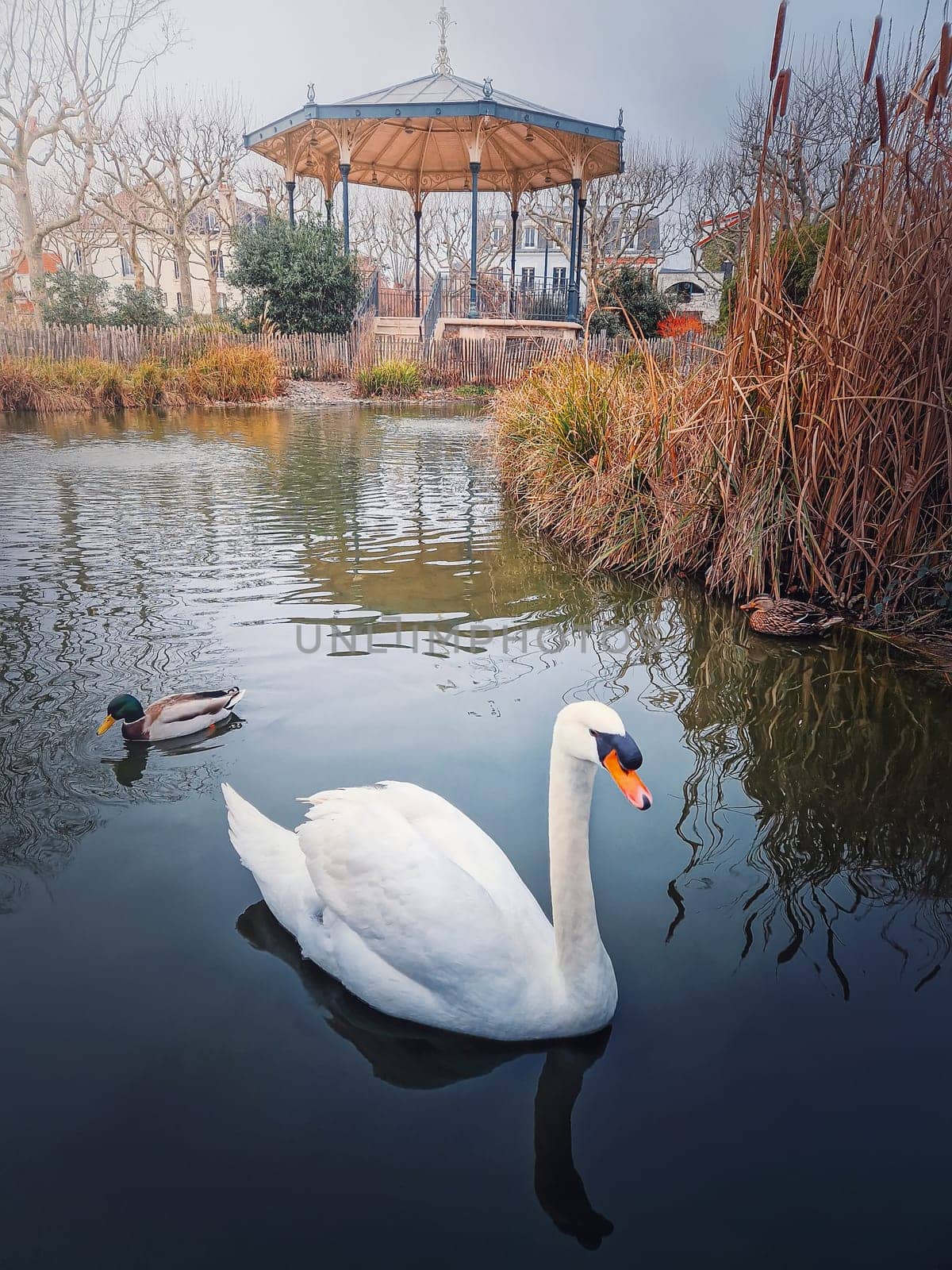 Closeup swan and wild ducks floating on the pond in the park of Asnieres sur Seine city hall, France by psychoshadow