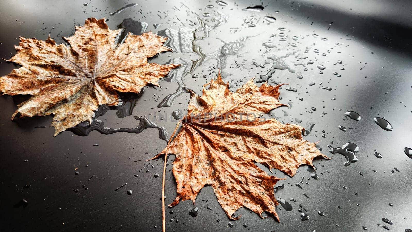 Yellow dry maple leaf in water or a puddle with drops and reflection on a black background. The concept of a sad autumn day and the withering of nature. Abstract background and texture. Partial focus by keleny