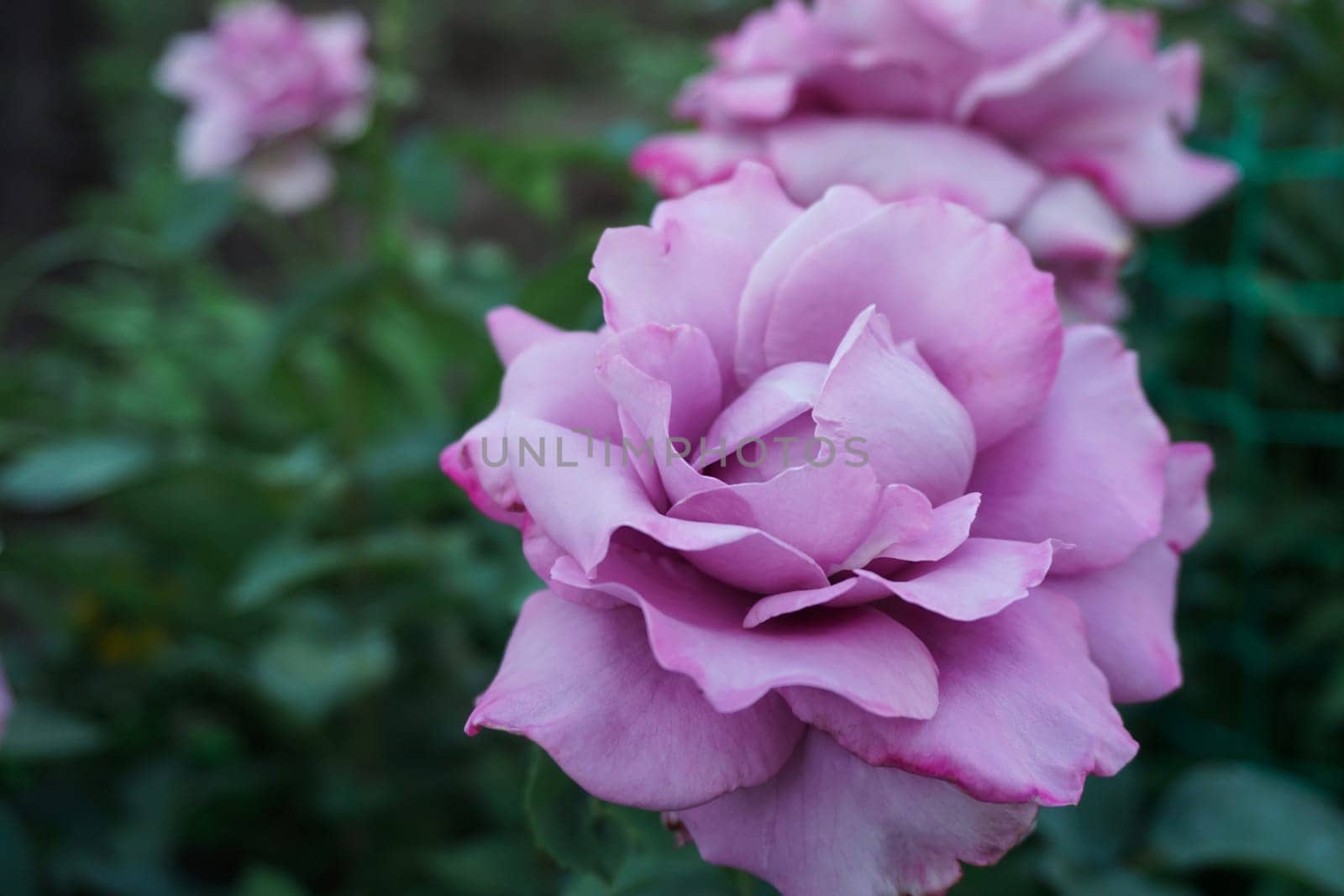 beautiful lilac rose flower shot close-up in the garden by Spirina