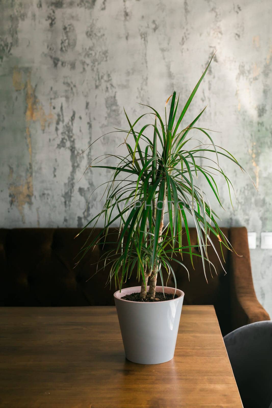 Room or restaurant decoration with a plant in pot