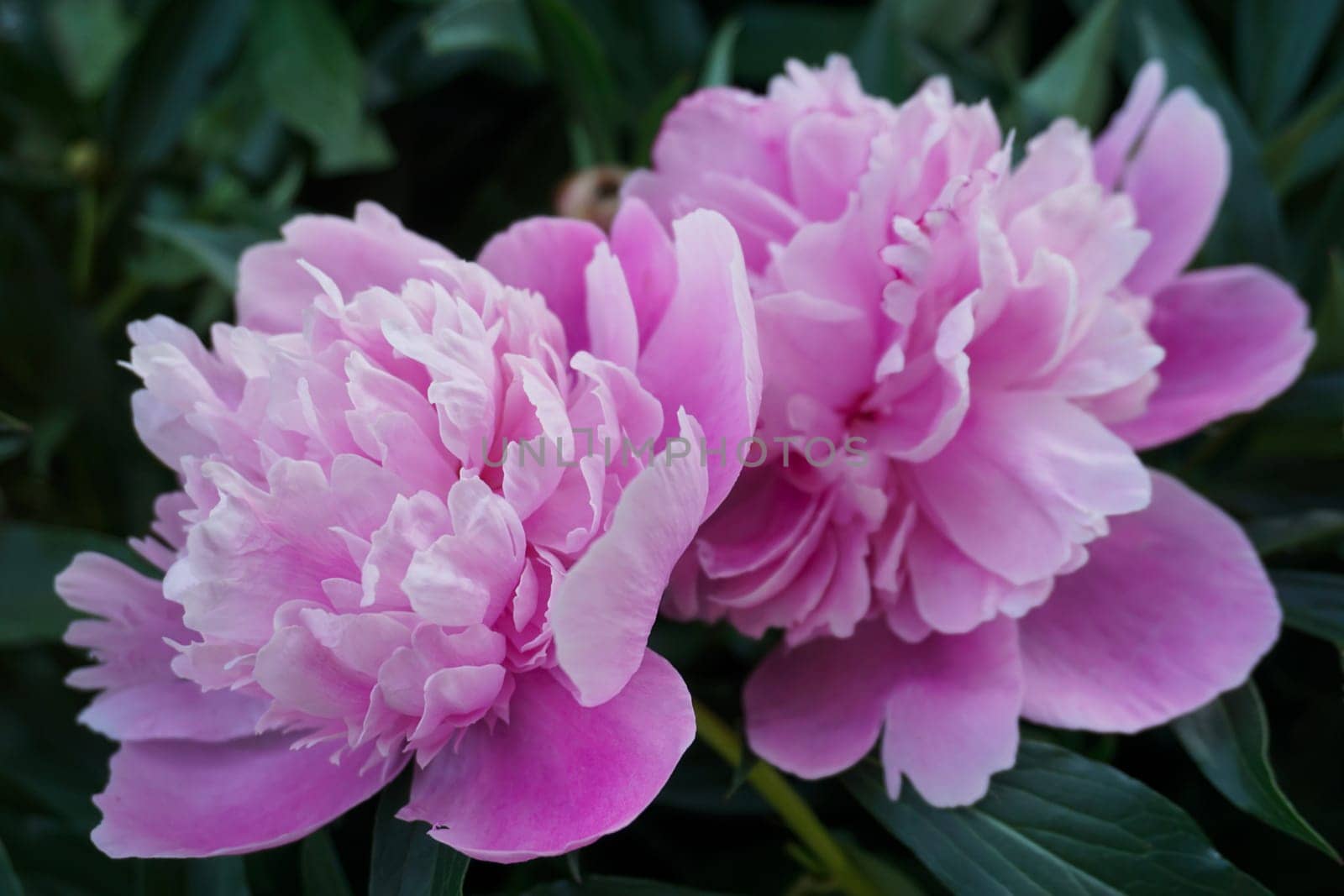 pink peonies taken in the garden close-up