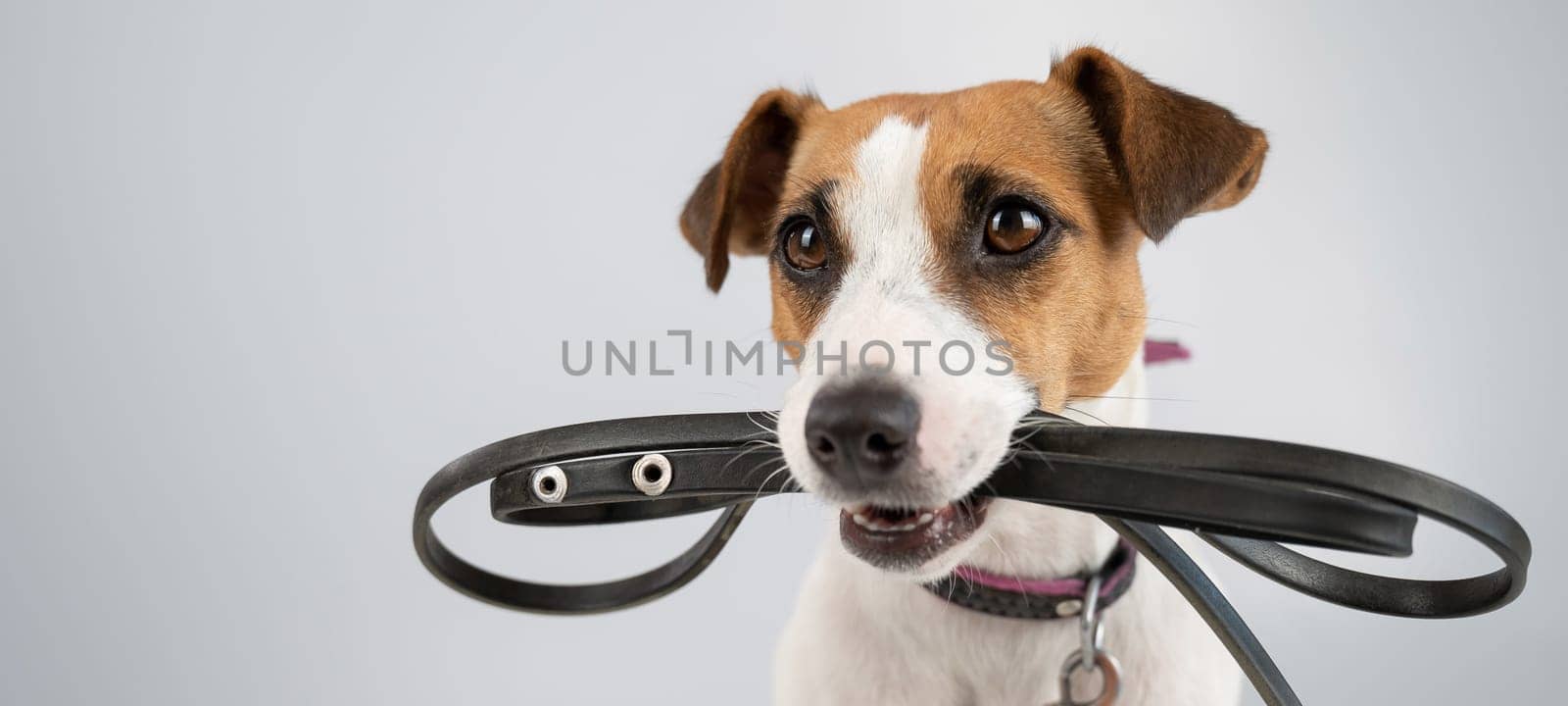 Jack russell terrier dog holding a leash on a white background